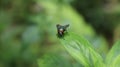 Close up of a common green bottle fly sitting on a green leaf Royalty Free Stock Photo