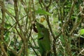 Close up of a common green forest lizard\'s upper body Royalty Free Stock Photo