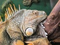 Close-up of a Common Green iguana Royalty Free Stock Photo