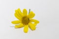 Close-up of Common Groundsel yellow flower Royalty Free Stock Photo