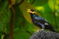 Close up of Common Hill Myna Gracula religiosa intermedia, isolated on nature background Royalty Free Stock Photo