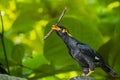 Close up of Common Hill Myna Gracula religiosa with a wooden stick , isolated on nature background Royalty Free Stock Photo