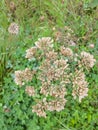 Close up of Common Hogweed, Heracleum sphondylium Royalty Free Stock Photo