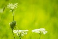 Close up common hogweed Heracleum sphondylium white flowers on fresh green background. Royalty Free Stock Photo