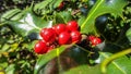 Close up of a common holly plant