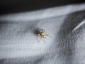 Close up common house spider on fabric