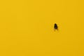 Close up of dirty Common housefly on yellow background with copy space, flat lay