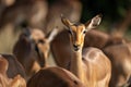 Close-up of common impala facing towards camera