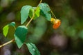 Spotted Touch-me-not or Jewelweed Royalty Free Stock Photo