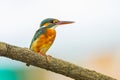 Close up of Common Kingfisher Royalty Free Stock Photo