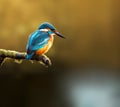 Close up of a common kingfisher perched on a mossy tree branch