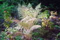 Close up of common lady fern Athyrium filix-femina, also known as common forest fern . Abstract natural pattern, useful as a green Royalty Free Stock Photo