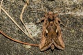 Common Looper Moth - Autographa precationis