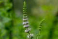 Common mint mentha spicata