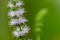 Common mint mentha spicata