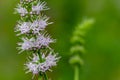 Common mint mentha spicata