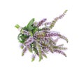 Close-up of common mint mentha spicata flowers in bloom on an isolated white