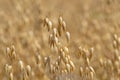 Close up of common oat growing in a field