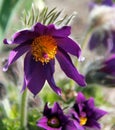 A common pasque flower in lilac