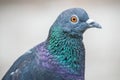 Close-up of a Common Pigeon