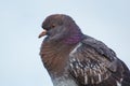 Close-up of a common pigeon