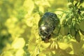 Close up of common pollen beetle Brassicogethes aeneus on yellow rapeseed at sunny day, macro shot