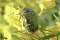 Close up of common pollen beetle Brassicogethes aeneus on yellow rapeseed at sunny day, macro shot