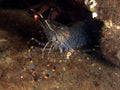 Common prawn, Palaemon serratus Royalty Free Stock Photo