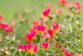 Close up of Common Purslane