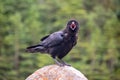 Close up of a common raven Corvus corax on a rock calling and looking at the camera, British Columbia Canada