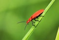 Close up of common red soldier beetle on grass stem Royalty Free Stock Photo