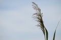 Closeup of common reed green seeds with blue sky on background