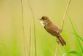 Close-up of a common reed warbler in a meadow Royalty Free Stock Photo
