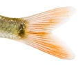 Close-up of a Common roach's caudal fin, Rutilus rutilus