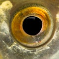 Close up of a Common roach's eye, Rutilus rutilus Royalty Free Stock Photo