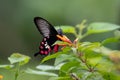 Close-up Common Rose butterfly Royalty Free Stock Photo