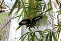 Close up of a Common Rose Pachliopta aristolochiae butterfly with wings open sitting on plant leaves in Arizona Royalty Free Stock Photo