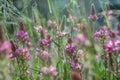 Close up of a common Sainfoin Onobrychis Viciifolia flower in bloom