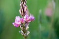 Close-up of a common sainfoin, onobrychis viciifolia, flower in bloom. Honey flower. Beautiful pink wild flower. Meadow grasses