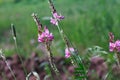 Close-up of a common sainfoin, onobrychis viciifolia, flower in bloom. Honey flower. Beautiful pink wild flower. Meadow grasses