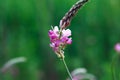 Close-up of a common sainfoin, onobrychis viciifolia, flower in bloom. Honey flower. Beautiful pink wild flower. Meadow grasses