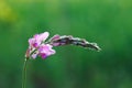 Close-up of a common sainfoin, onobrychis viciifolia, flower in bloom. Honey flower. Beautiful pink wild flower. Meadow grasses