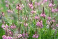Close up of a common Sainfoin Onobrychis Viciifolia flower in bloom