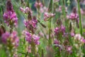 Close up of a common Sainfoin Onobrychis Viciifolia flower in bloom Royalty Free Stock Photo