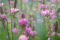 Close up of a common Sainfoin Onobrychis Viciifolia flower in bloom