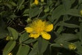 close-up: common Saint John\'s wort yellow flower