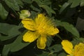 close-up: common Saint John\'s wort yellow flower