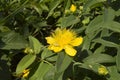 close-up: common Saint John\'s wort yellow flower