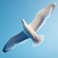 Close-up of a common seagull as it flies the through the sky