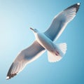 Close-up of a common seagull as it flies the through the sky